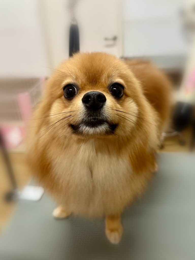 ぽん太くん
