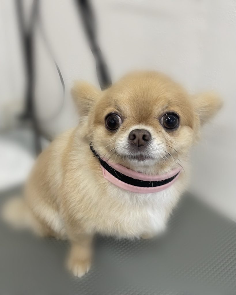ミクちゃん