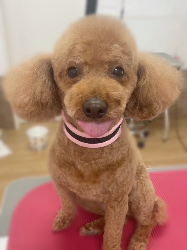 メイちゃん