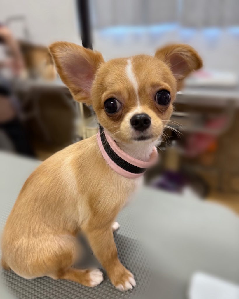 もみじちゃん