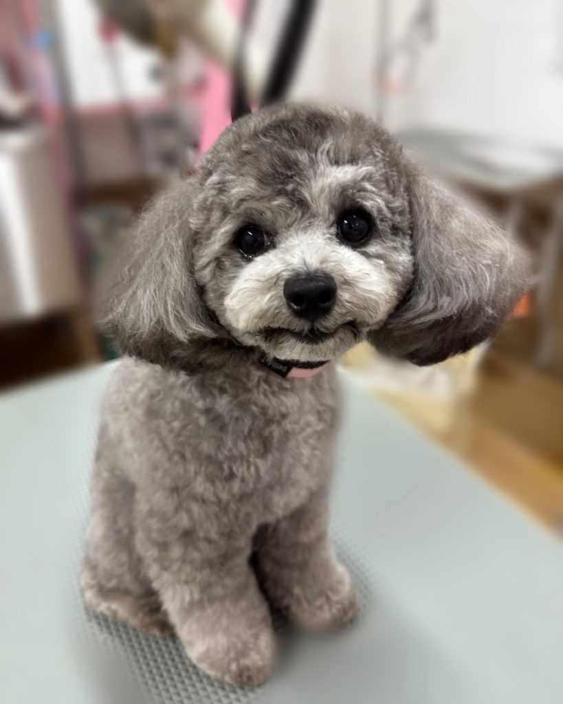 ライスちゃん
