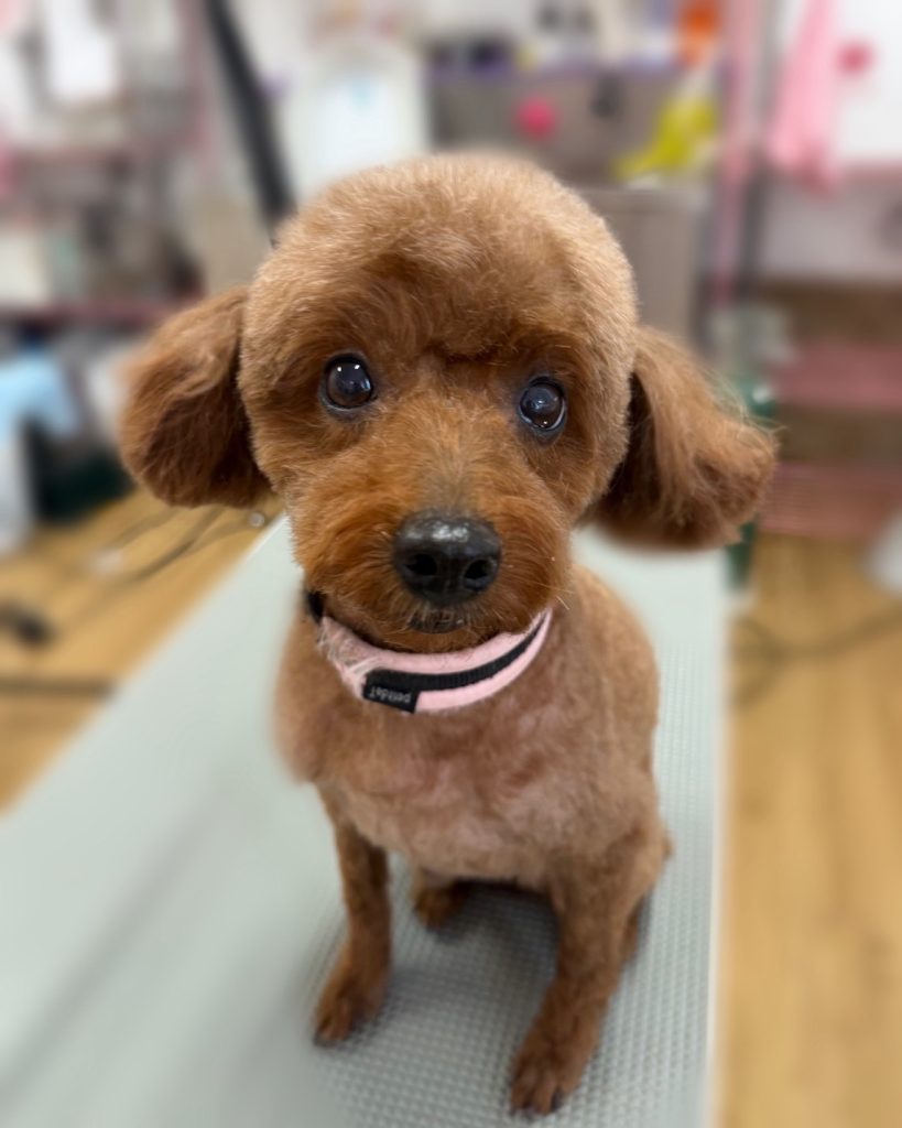 まろんちゃん