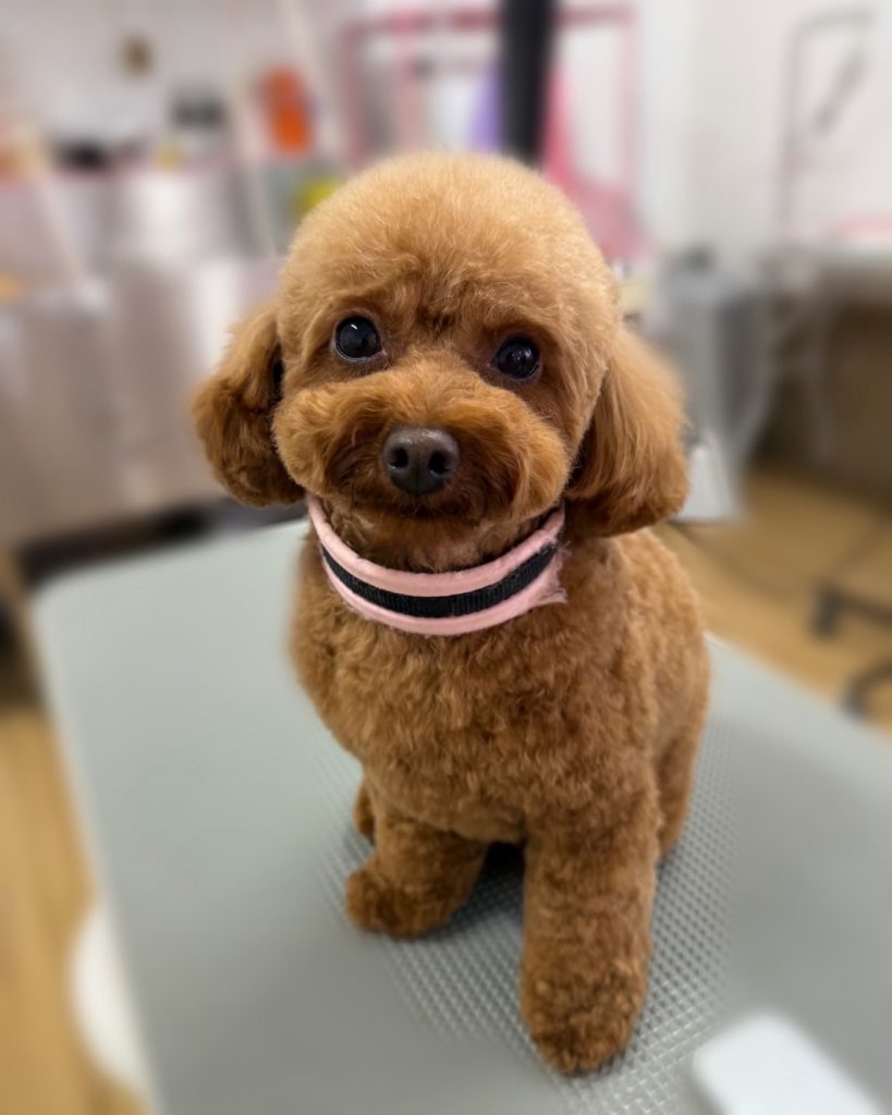 MOKOちゃん