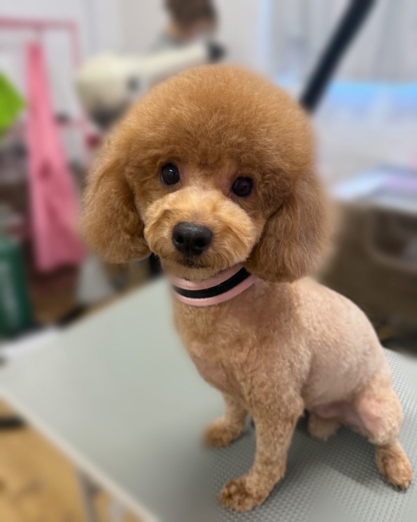 モコちゃん