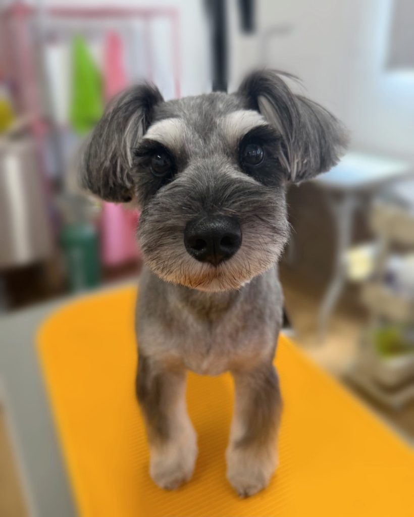 さくらちゃん