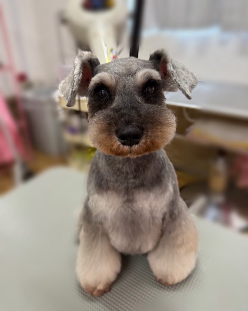 あんずちゃん