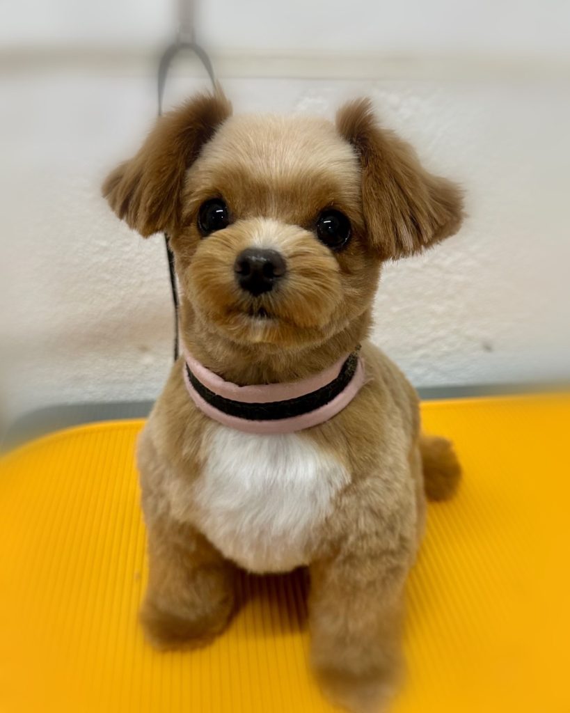 うにちゃん
