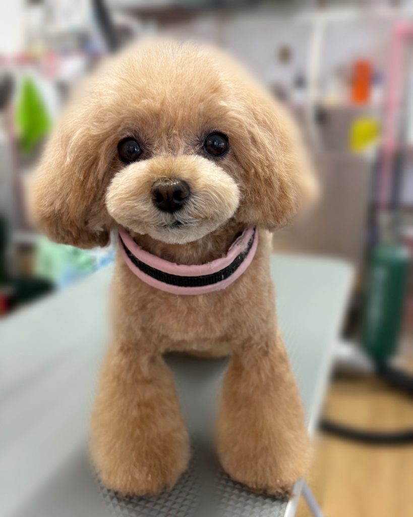 おもちくん
