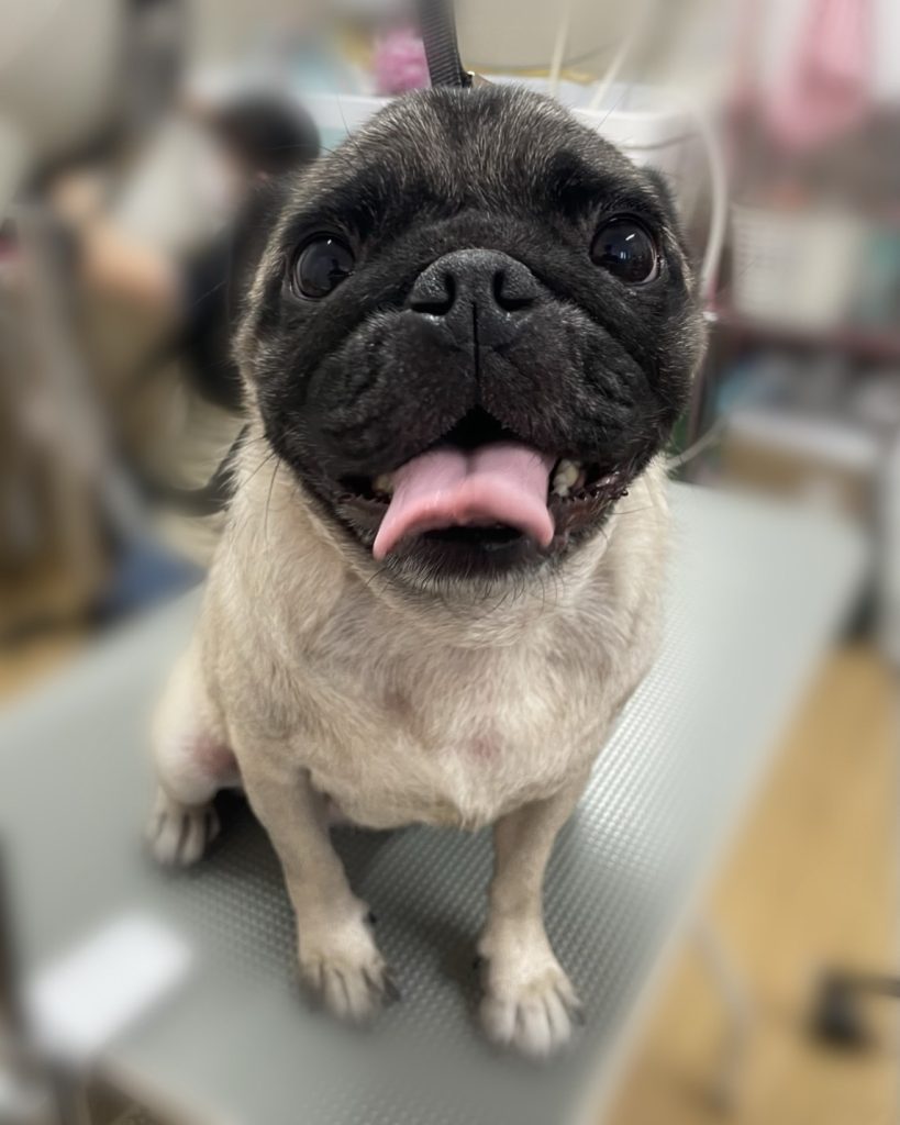 おもちちゃん