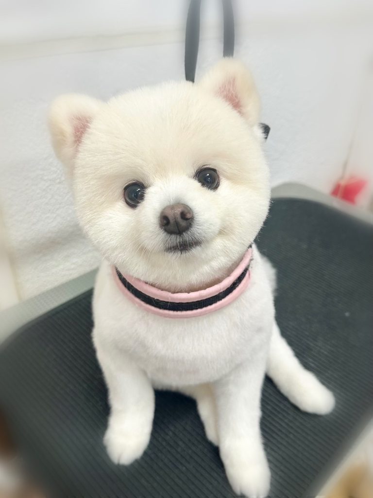 おもちくん