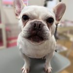 きな子ちゃん
