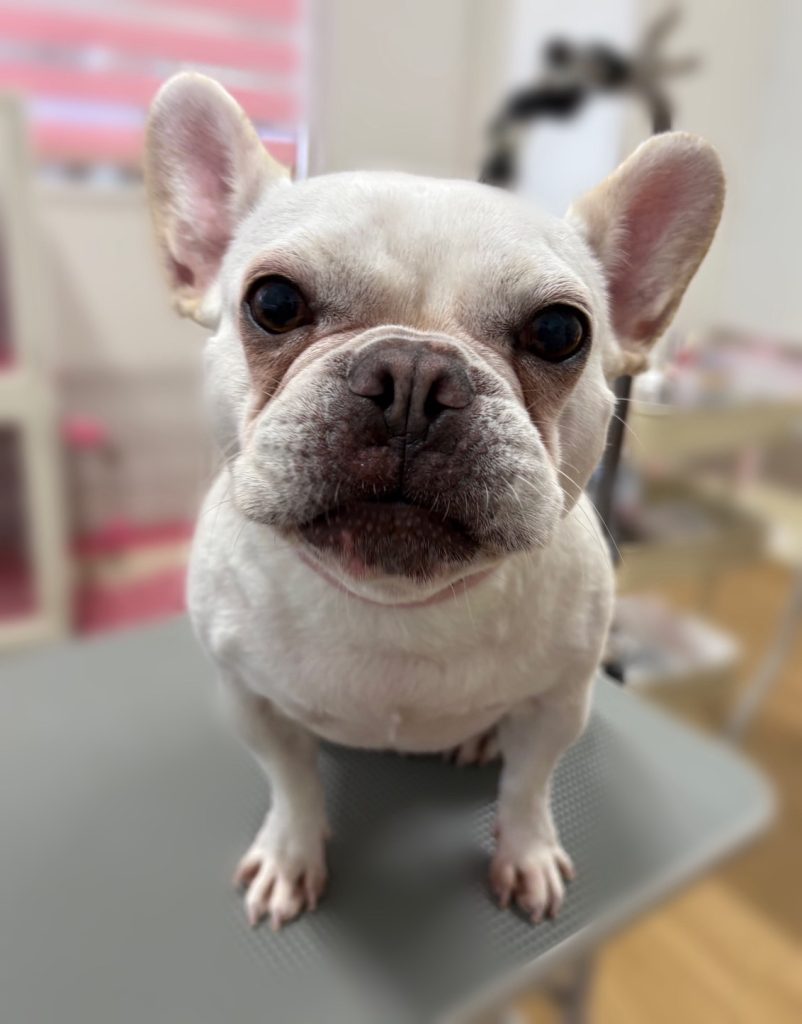 きな子ちゃん