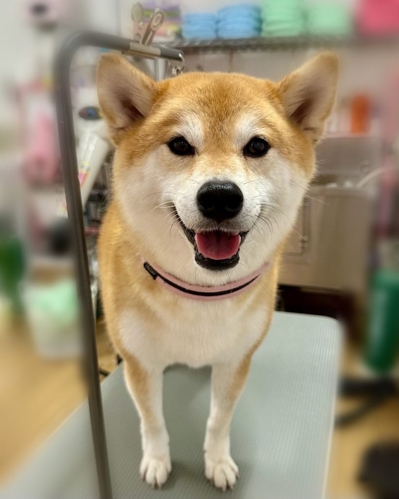 けやきくん