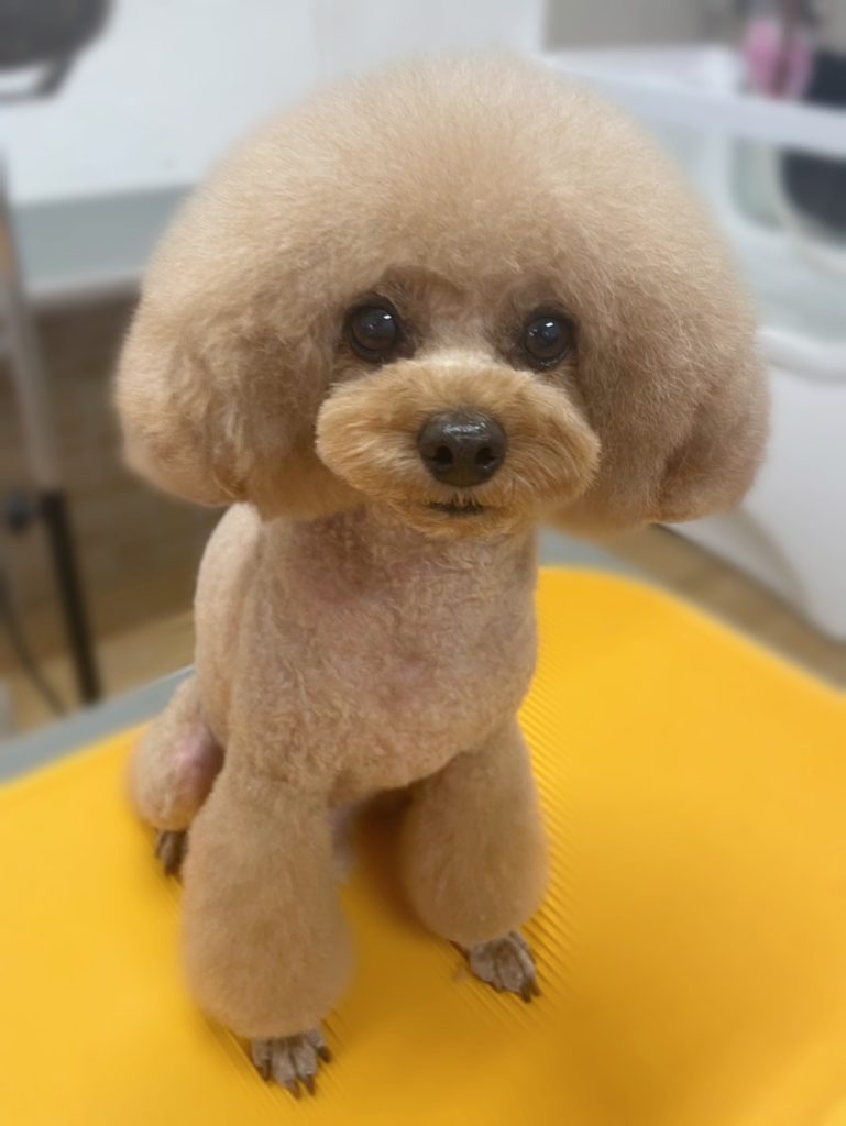 こん太くん