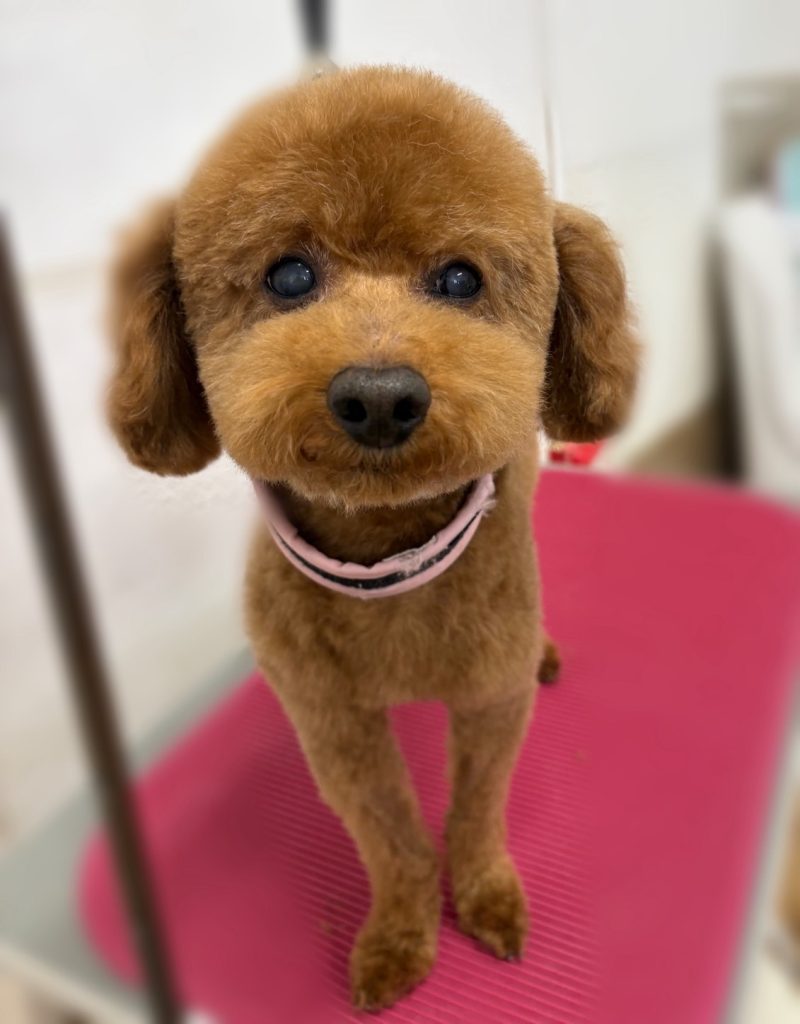 ココくん