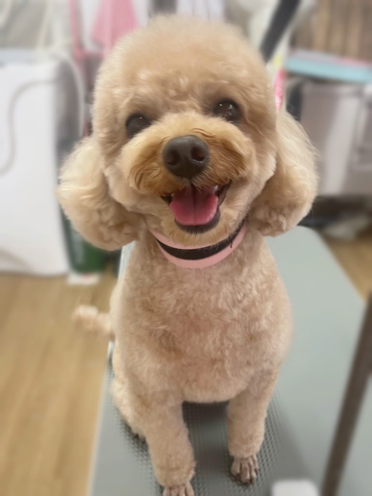 コロくん