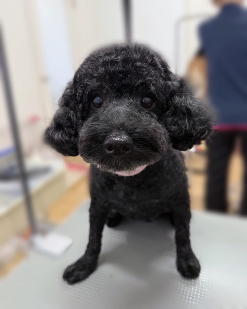 さくらちゃん