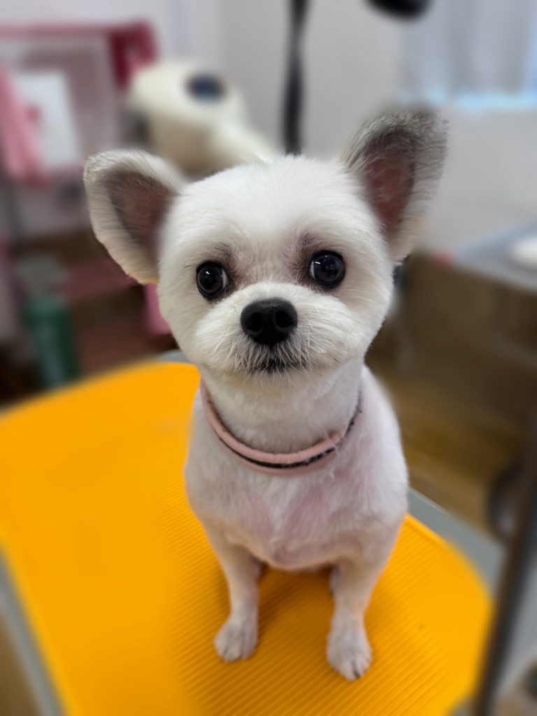 大福くん