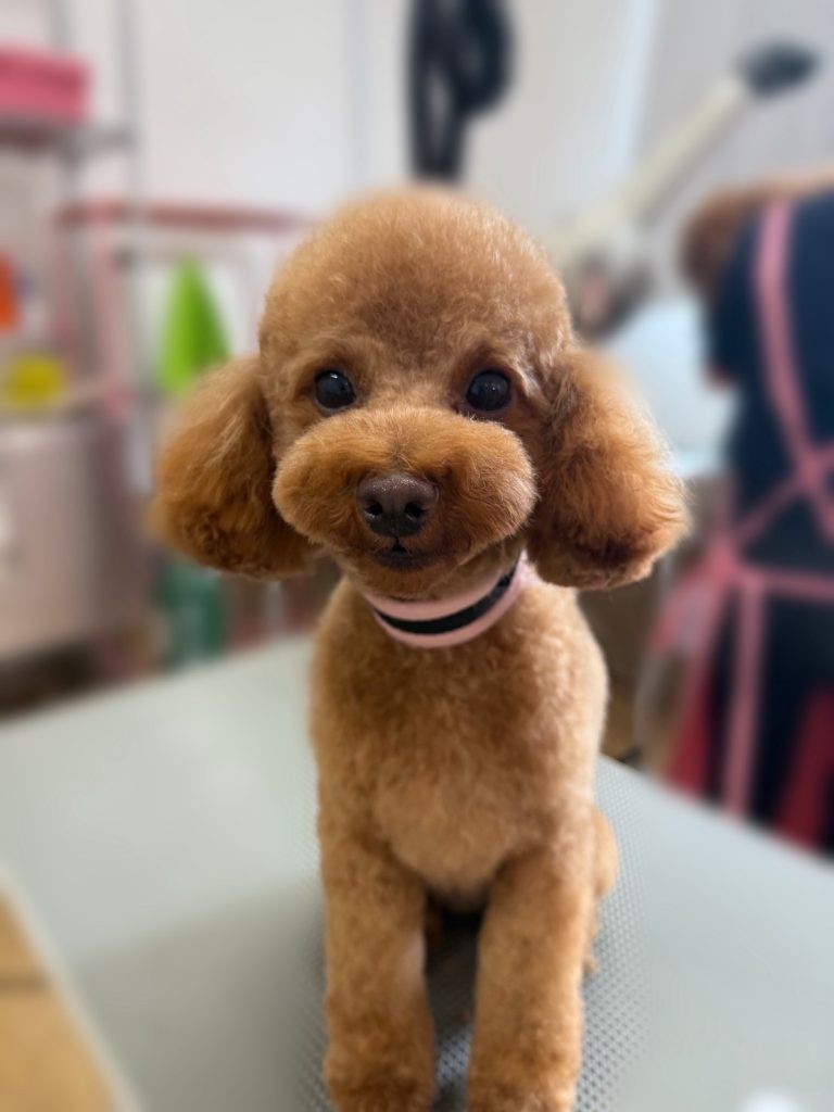 ちゃちゃまるくん