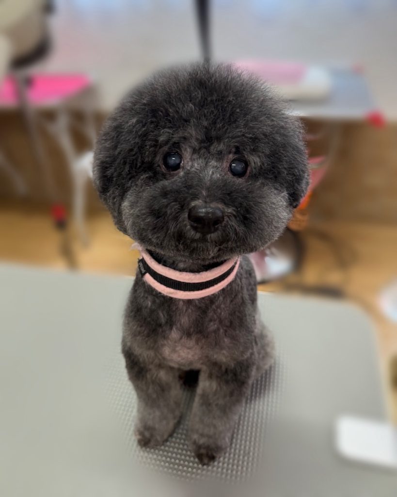 ちょこあちゃん