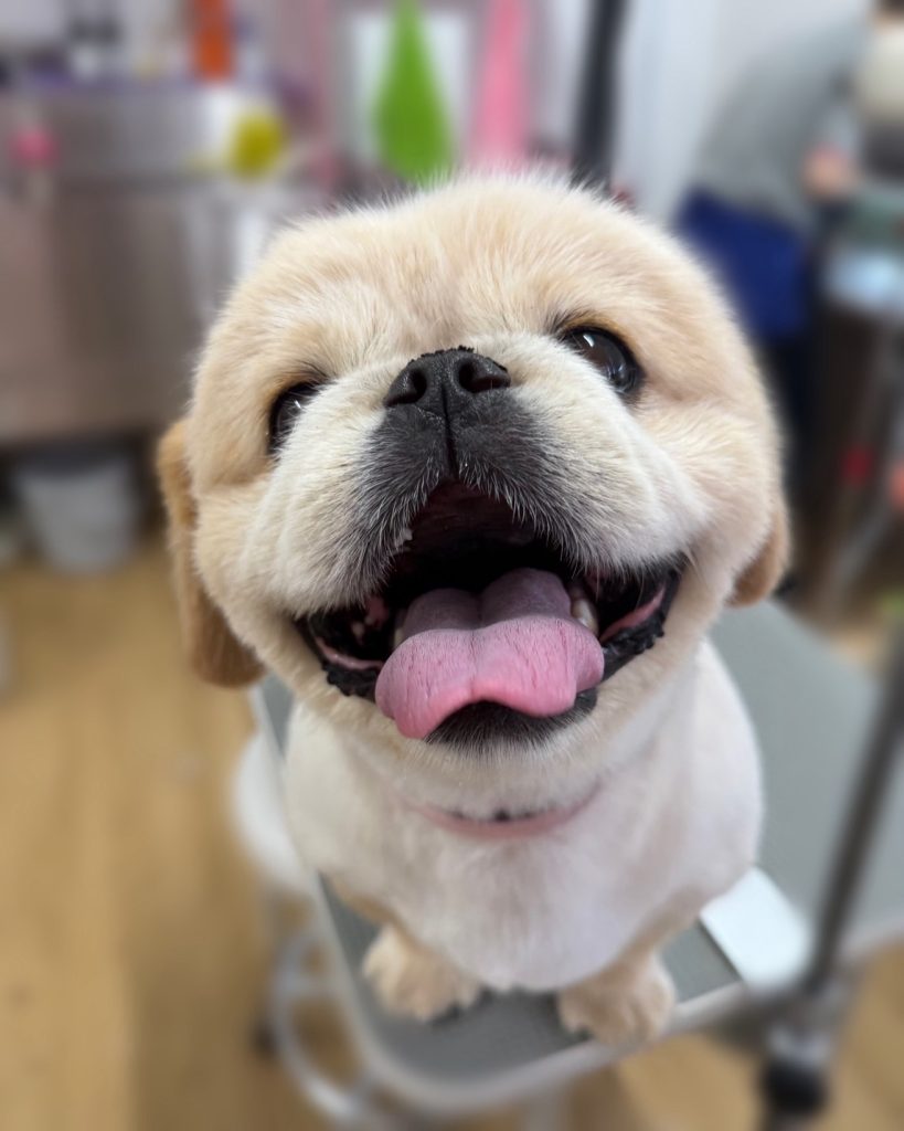 てんくん
