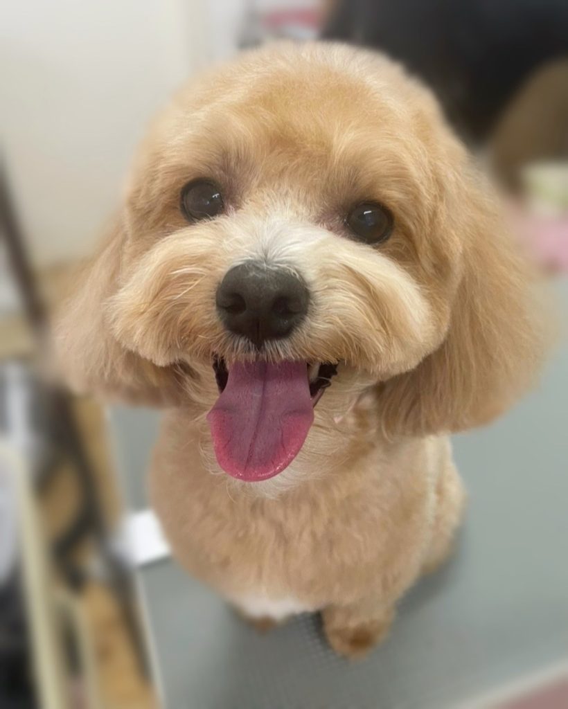 ノアくん