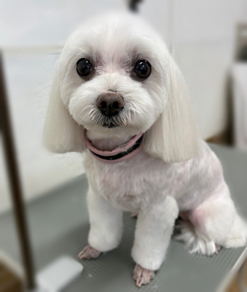 はなちゃん