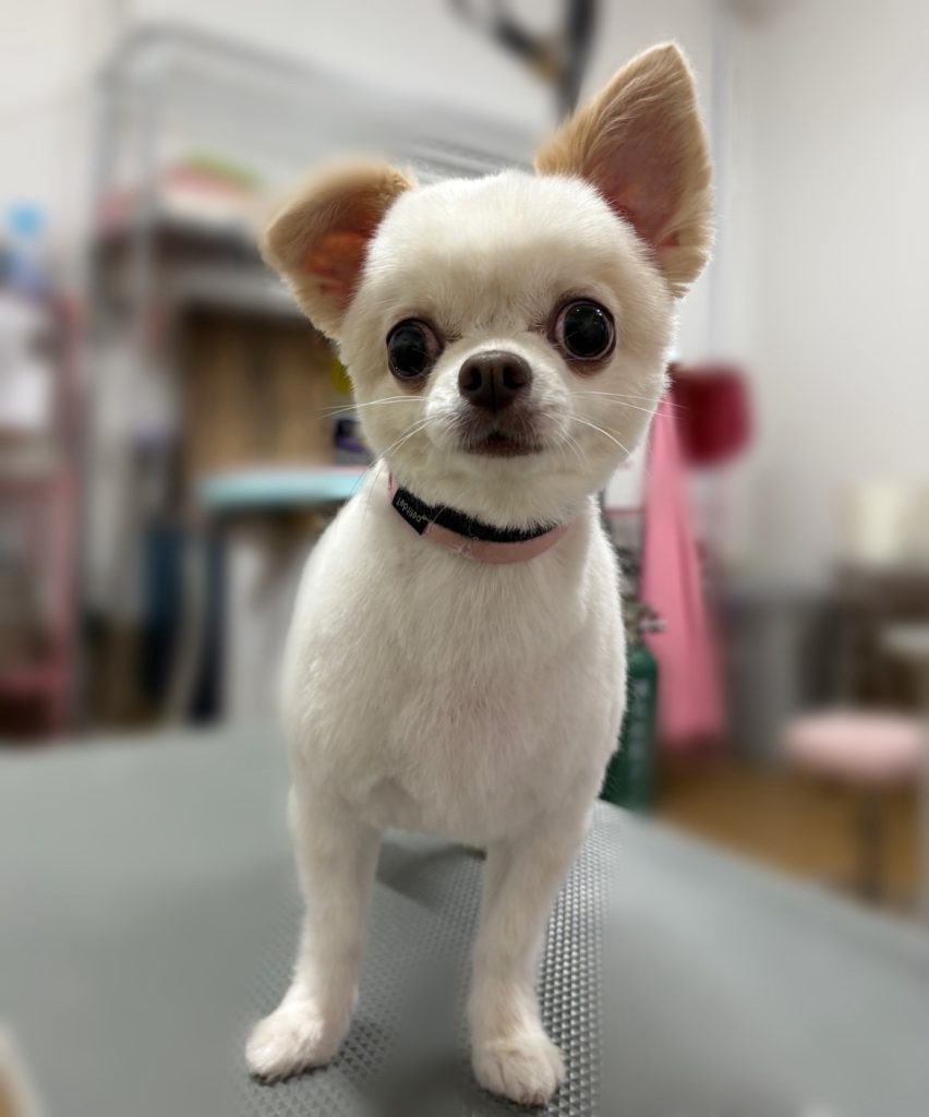 ハウルくん