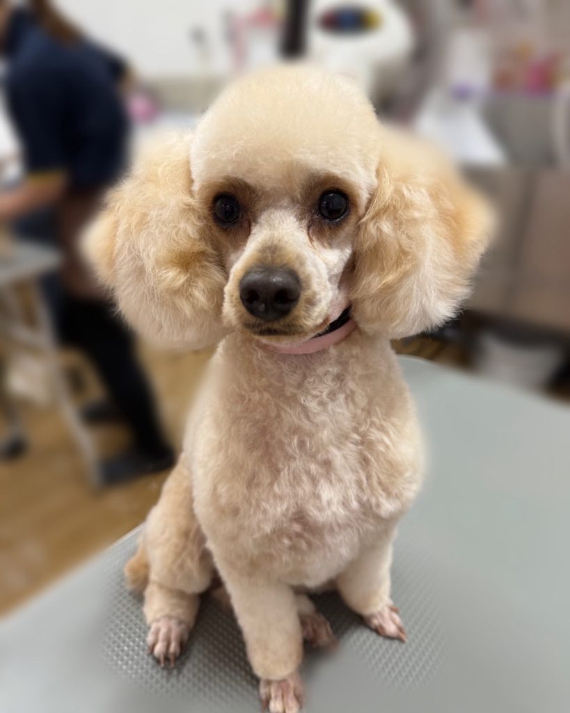 ひまちゃん