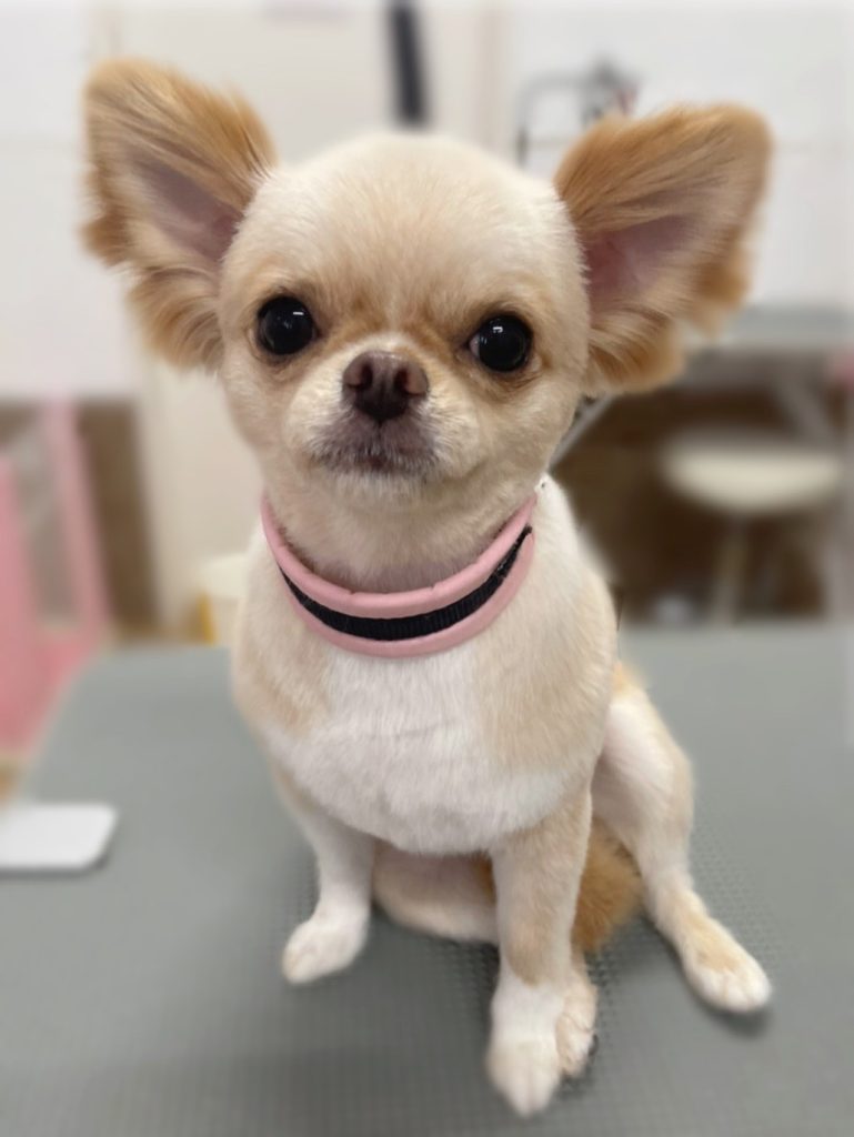 ひめちゃん