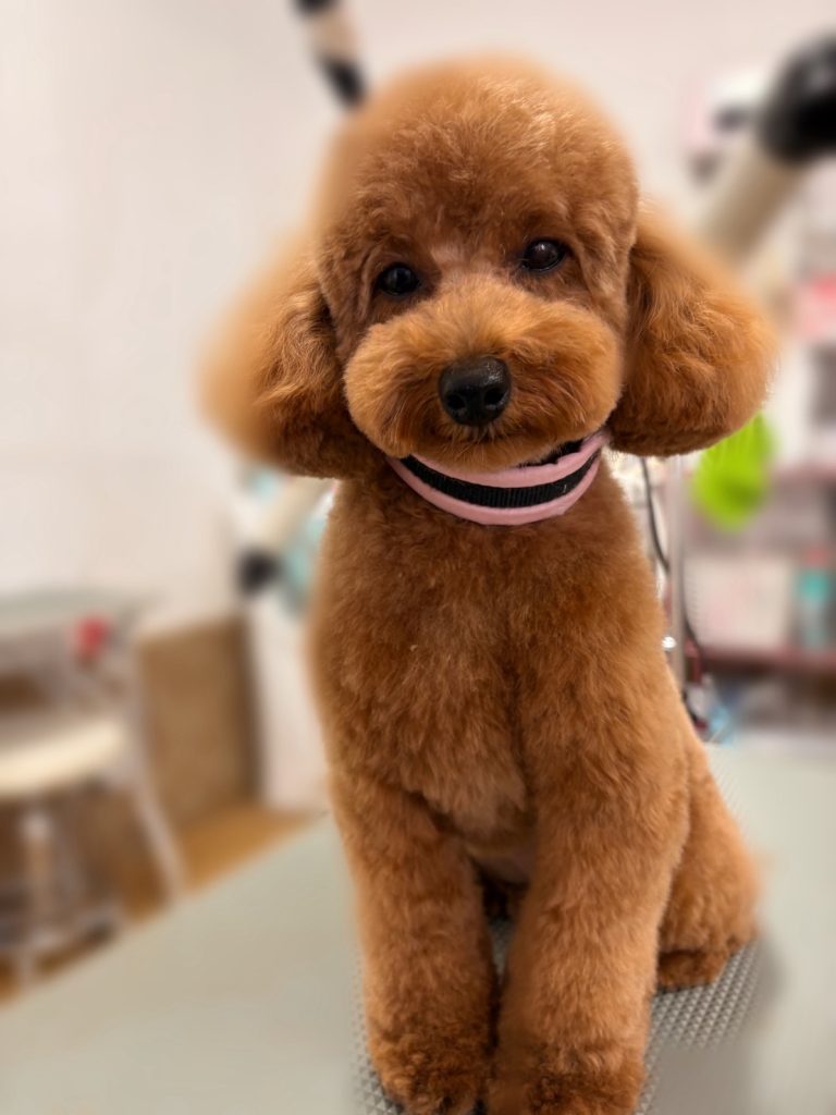 ビビちゃん