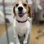 ビスクくん