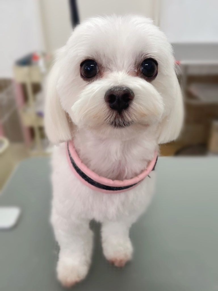 楓雅くん
