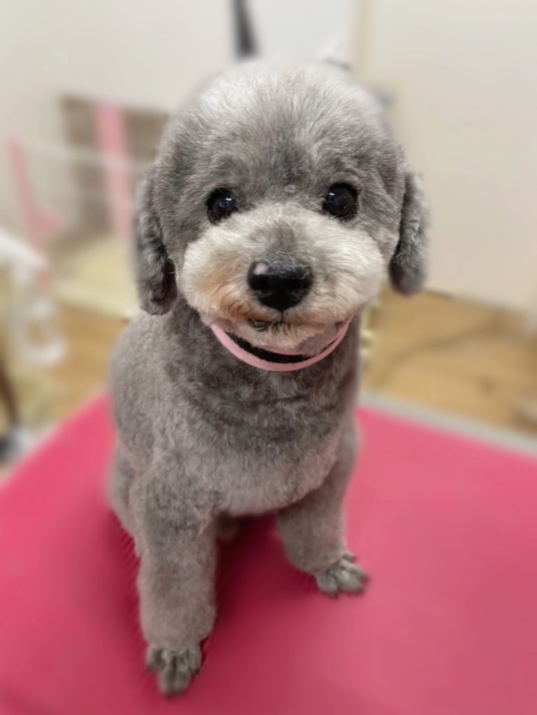 ブラッドくん