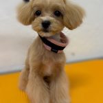 プーちゃん
