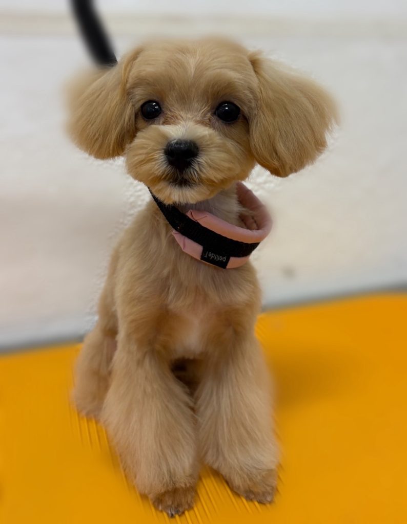 プーちゃん