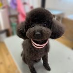 ベルちゃん