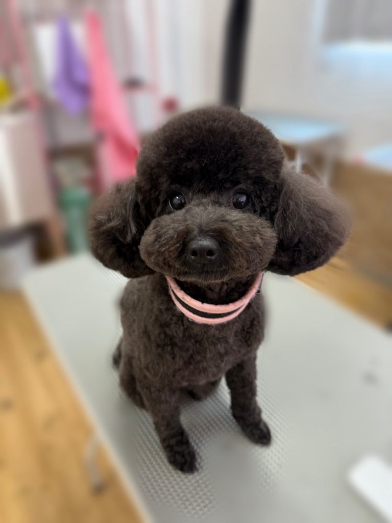 ベルちゃん