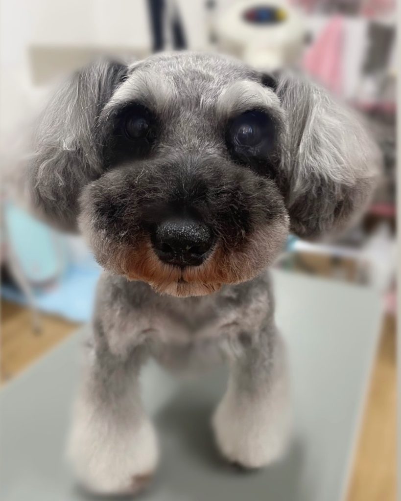 ぼたんちゃん