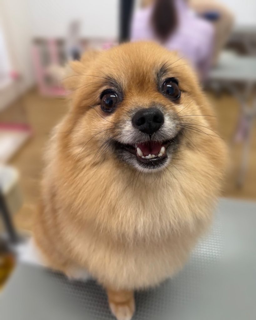 ぽんちゃん