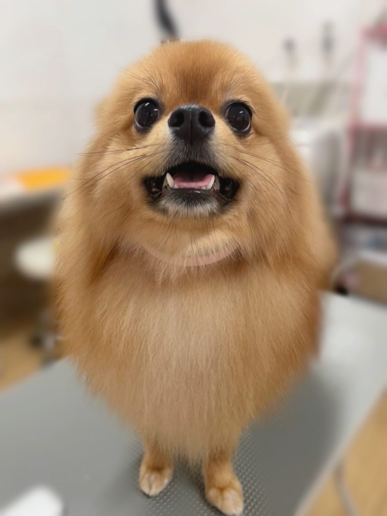 ぽん太くん