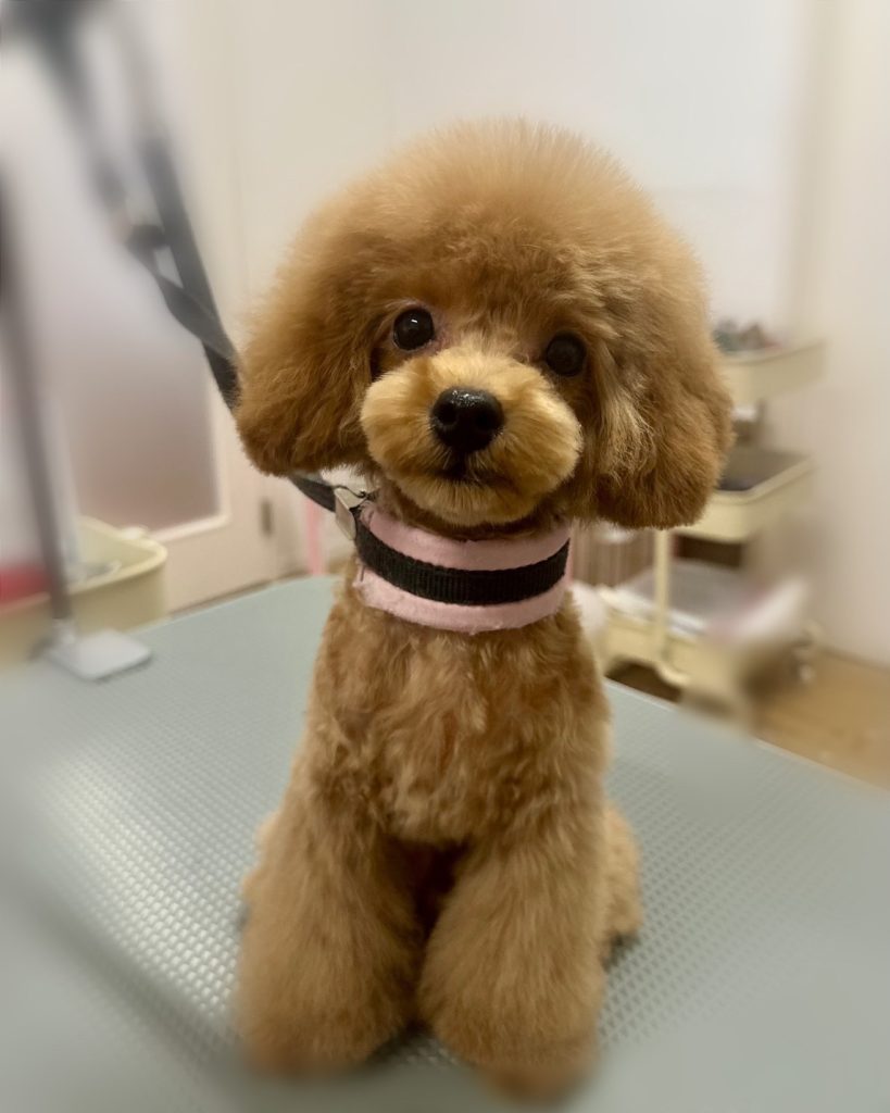 ぽてちくん