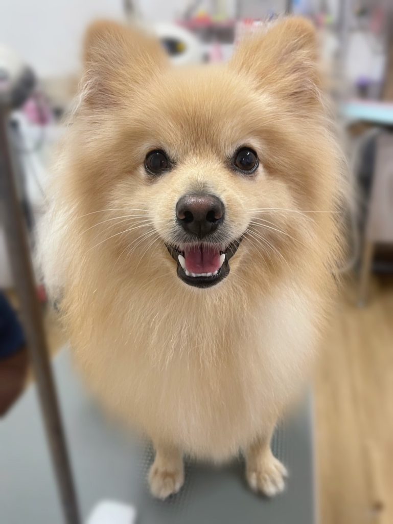 ぽんすけくん