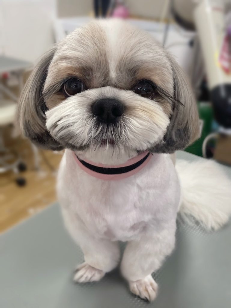 マッシュくん