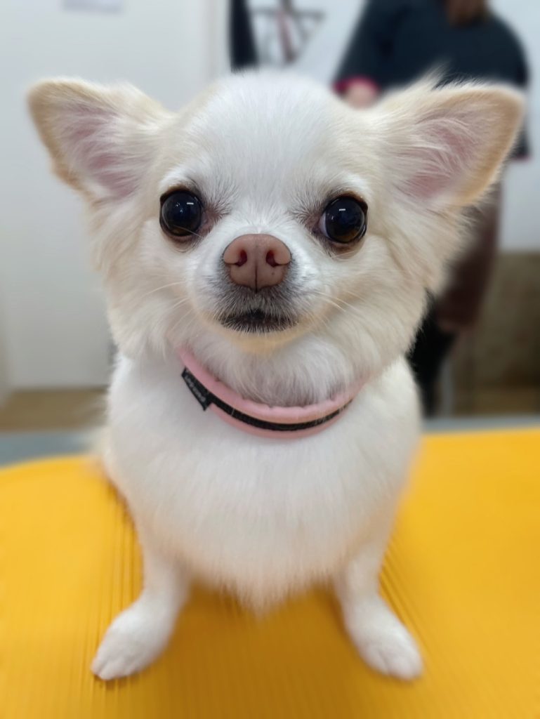 マロンちゃん