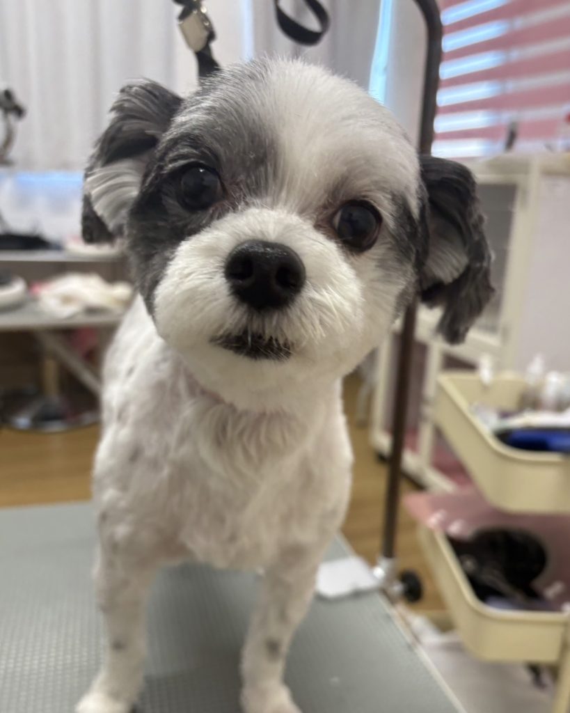 ミントくん