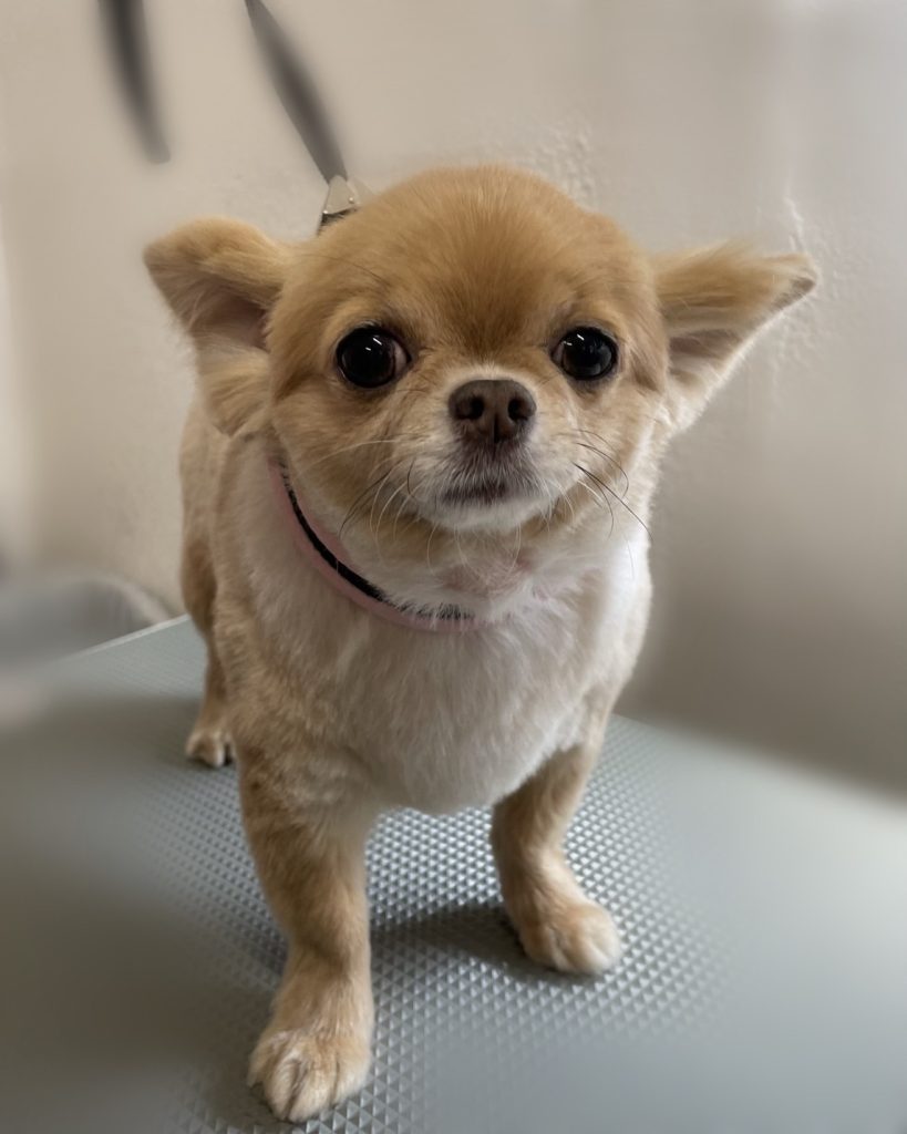 ミクちゃん