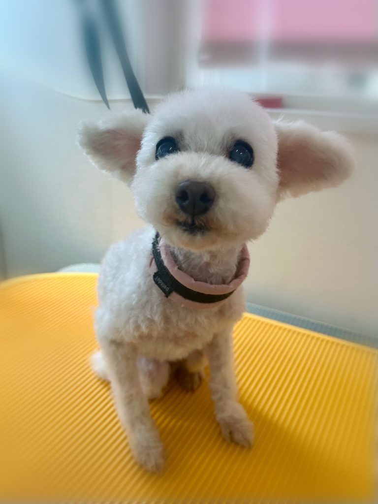 ミルキーちゃん