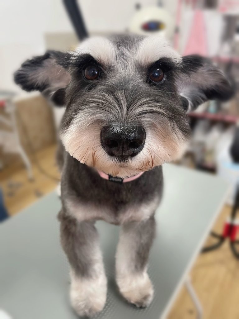 むぎちゃん