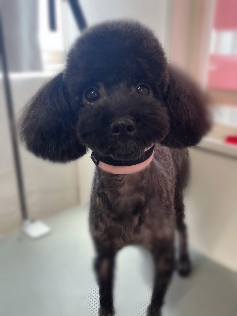 むぎちゃん